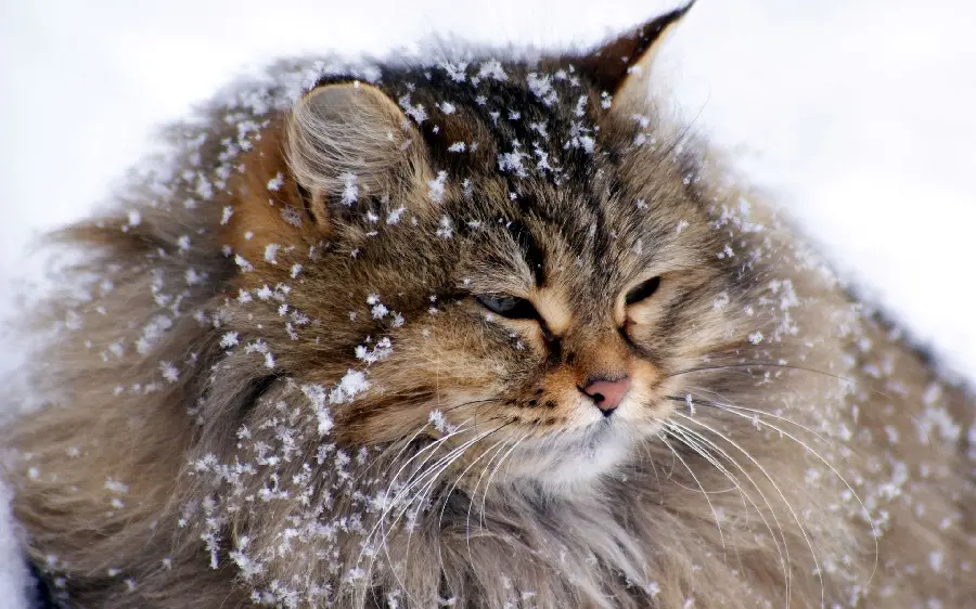 The most beautiful Persian cat background in the snow
