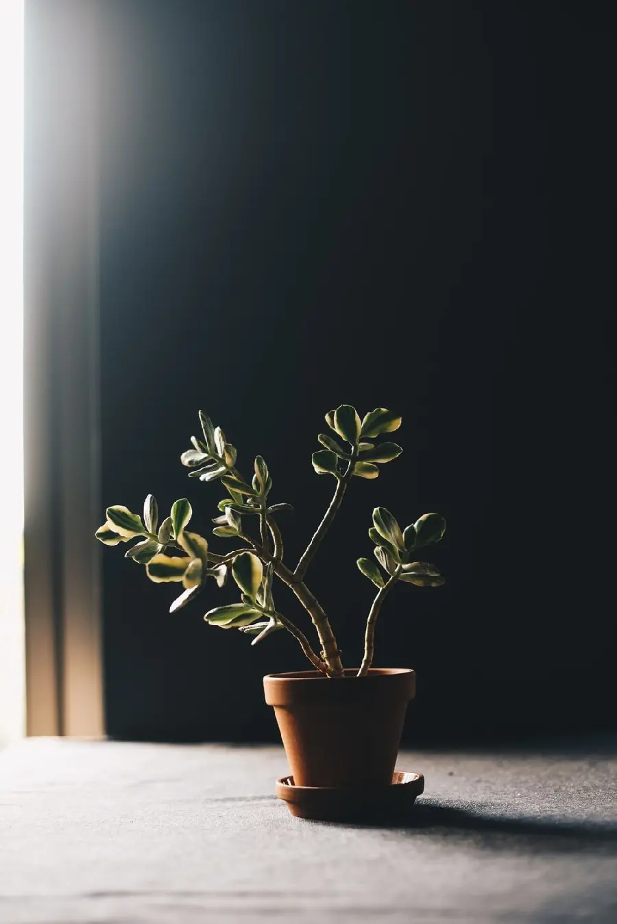 Night photo of houseplant