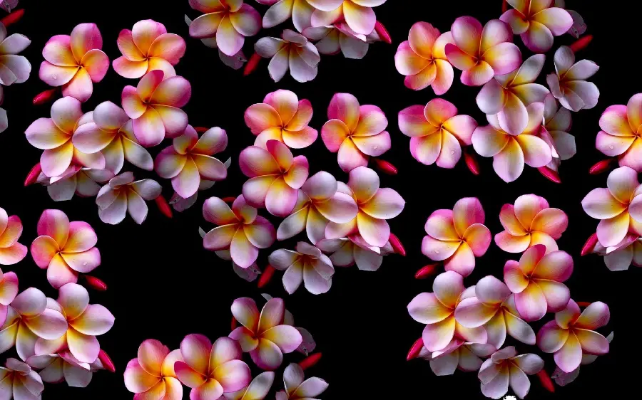 New image of Plumeria Flowers fragrant and spectacular
