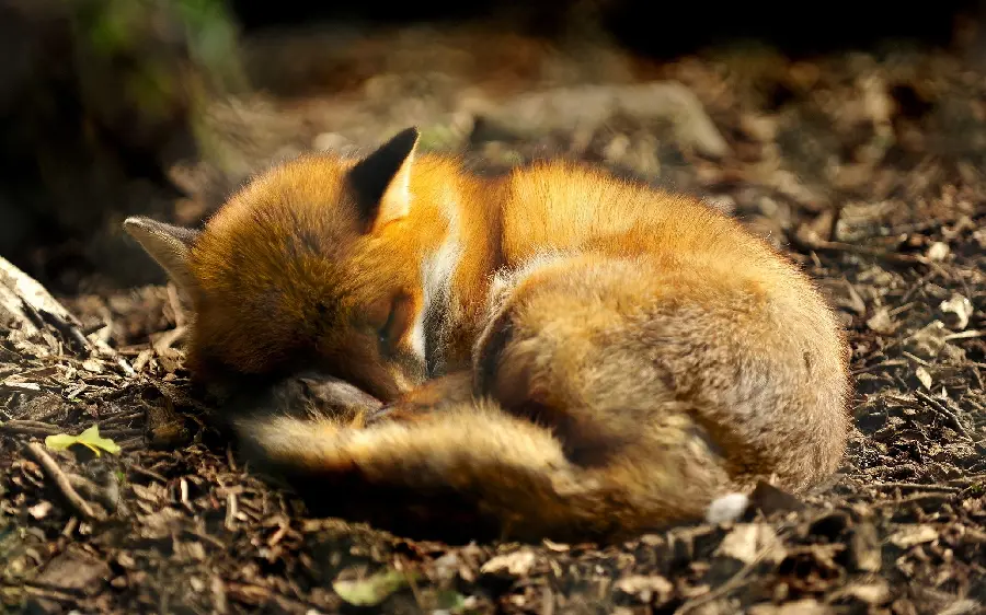 Most viewed real photo of a baby fox sleeping in a quiet forest