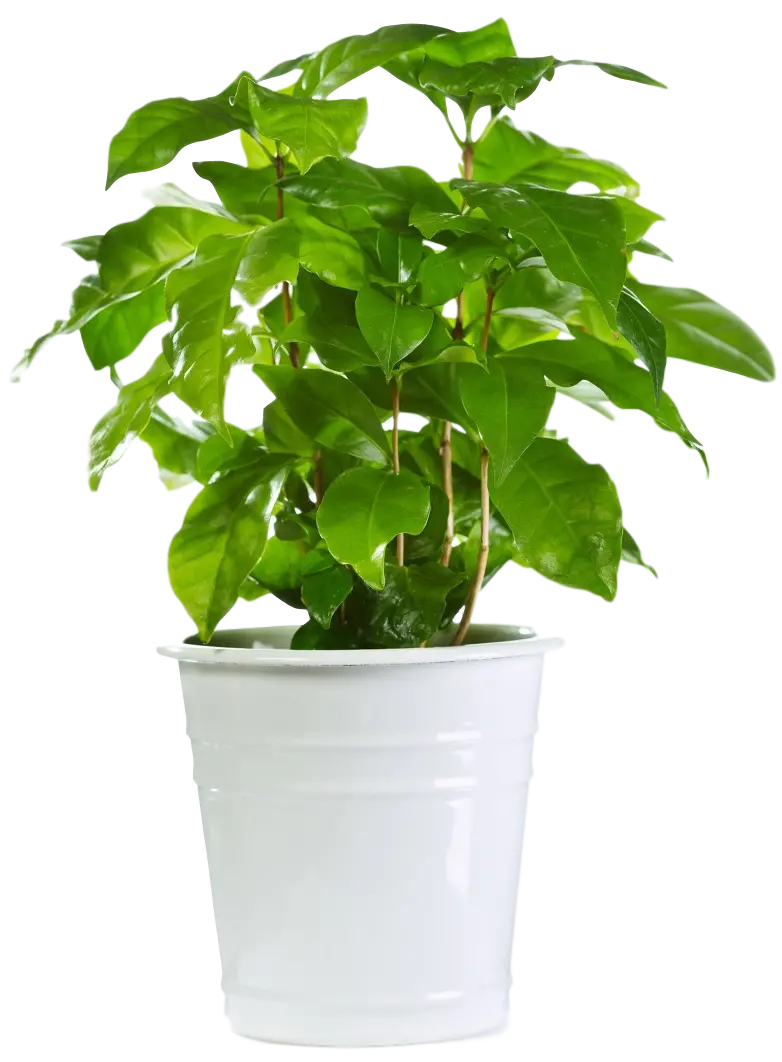 Photo of stylish houseplant with white pot PNG