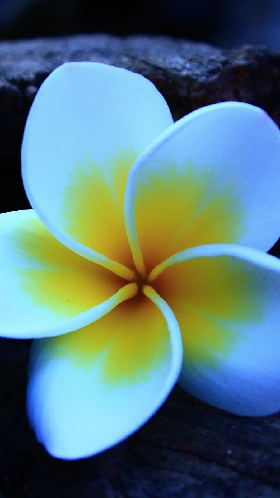 Close-up photo of the famous plumeria flower with a relaxing color theme
