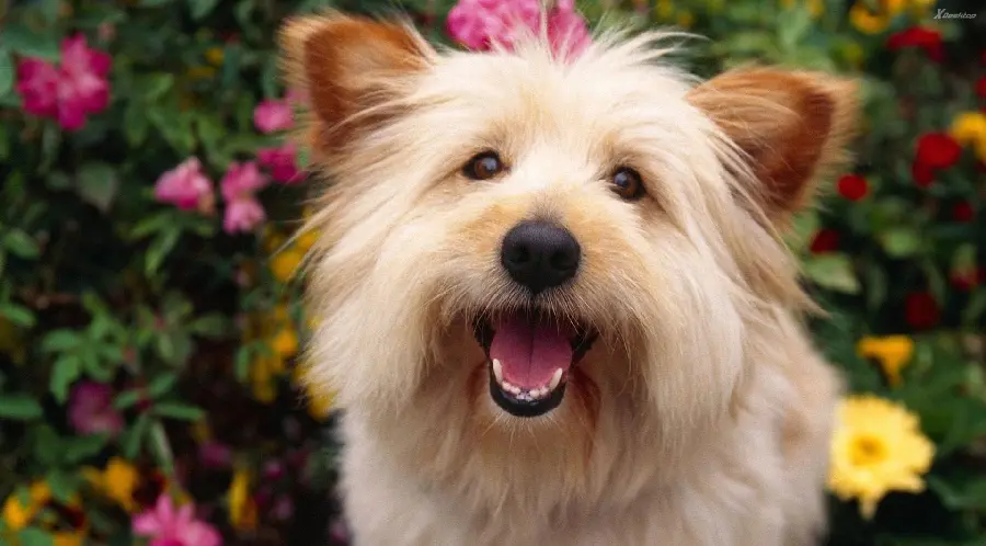 Most Downloaded Smiling Fluffy Dog Picture for Story