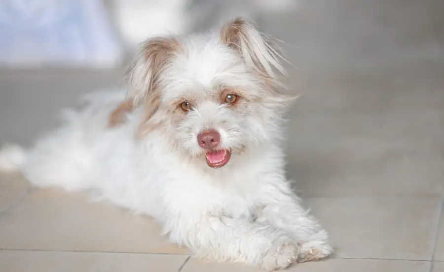 Photo of a soft white plush hapu with a cute pose