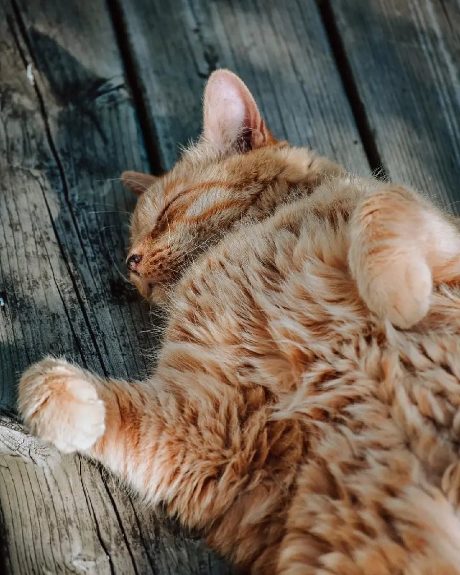 HD Image of Fluffy Orange Cat Sleeping in the Shadow