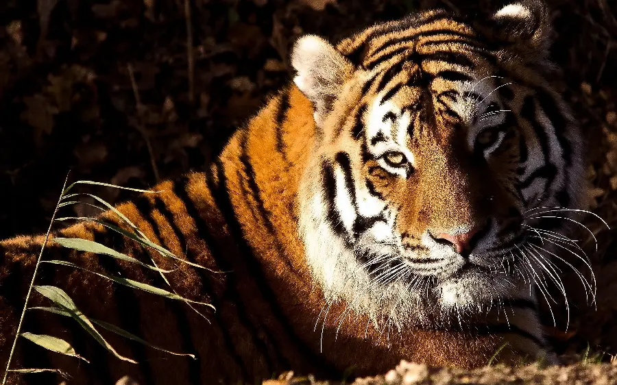 Download free stock photo of tiger in jpg format for design and printing