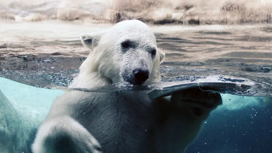 A spectacular angle of a polar bear emerging from the water Full HD