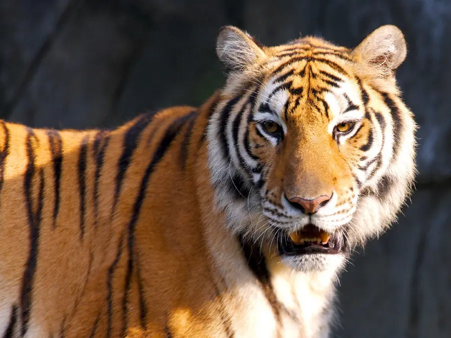 Wild Tiger 4K Wallpaper