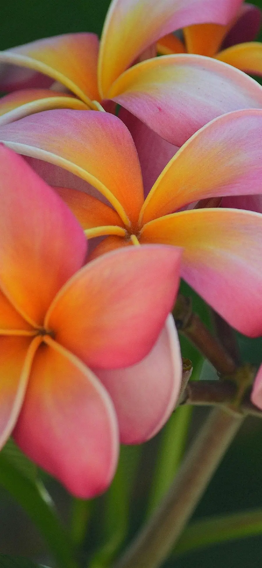 Glorious 8k Background of Plumeria Flower in Beautiful Peach Color
