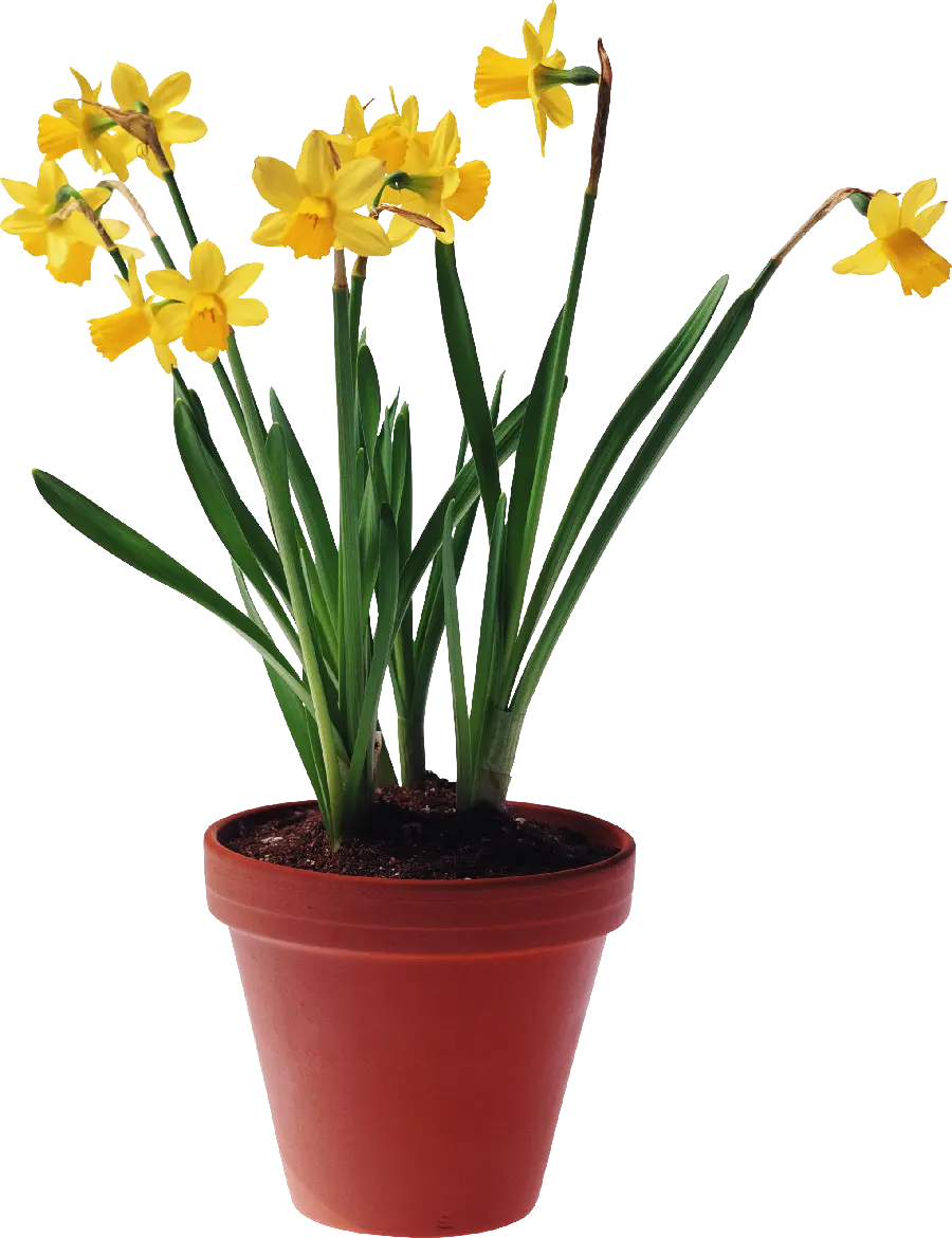 Houseplant with feminine and stylish flowers PNG