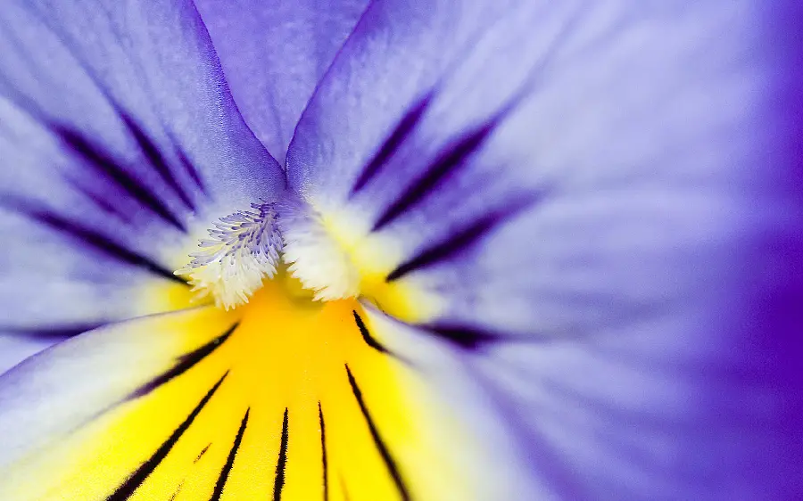 Beautiful flower photo from close-up and macro