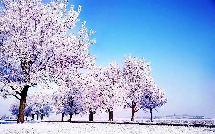 High quality winter photo of pink trees for girls