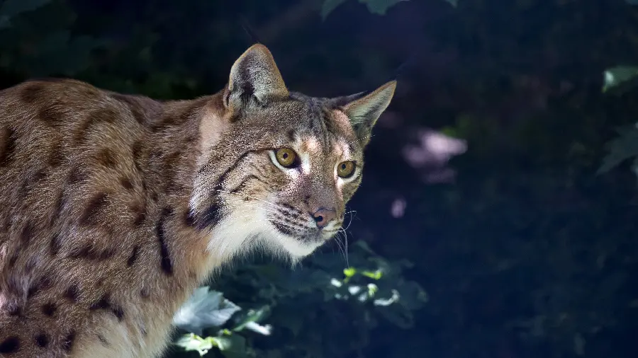 Dangerous wild cat wallpaper