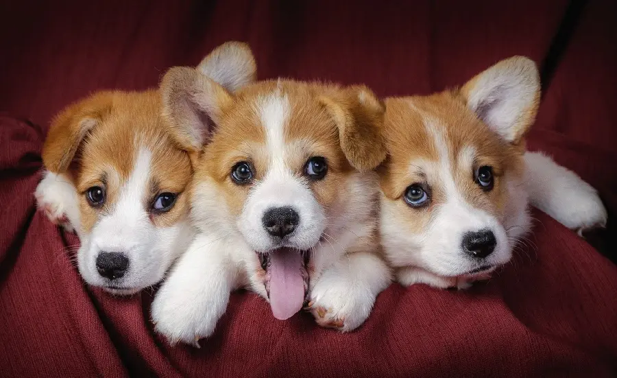 Full HD view of three cute little puppies for post