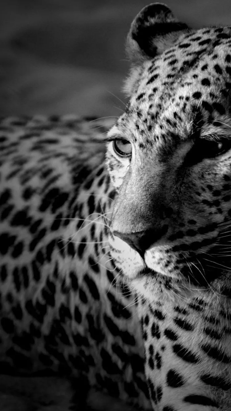 The most mysterious black and white background with a tiger design in HD quality
