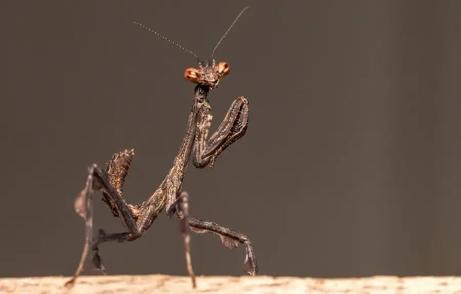 Image Free 8K Background of Brown Mantis