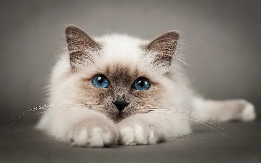 Photo of a white cat with blue eyes for a profile