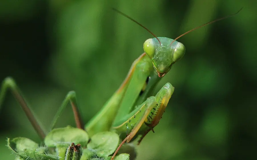Amazing desktop wallpaper of a praying mantis