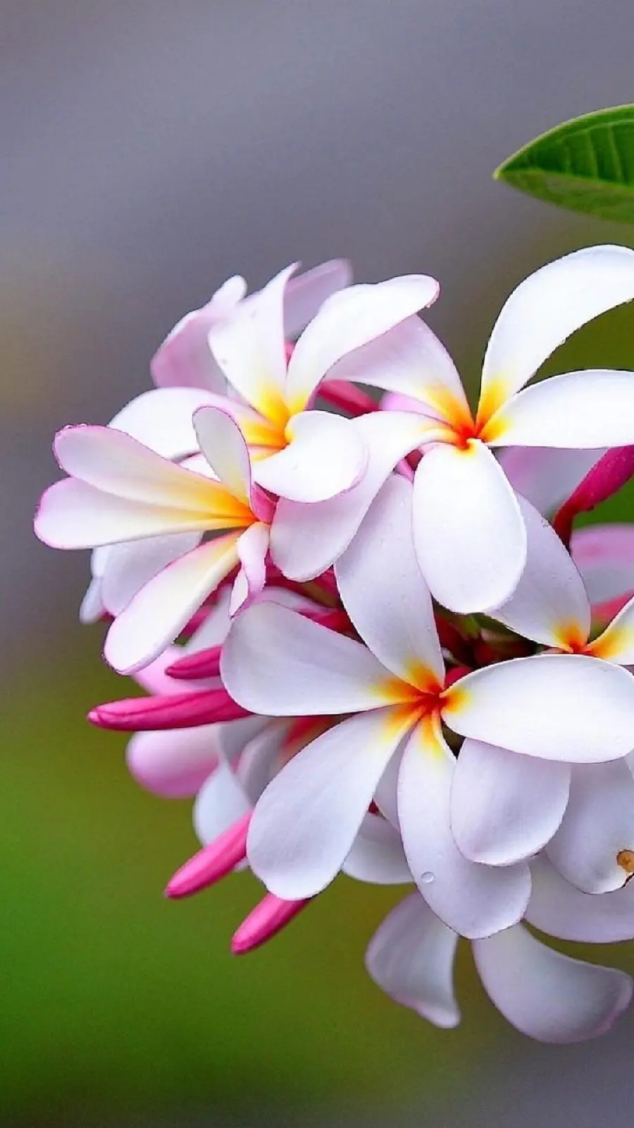 Plumeria flower branch in nature in a relaxing view