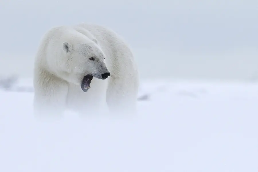 Pure 8K image of a powerful polar bear screaming in snowy weather