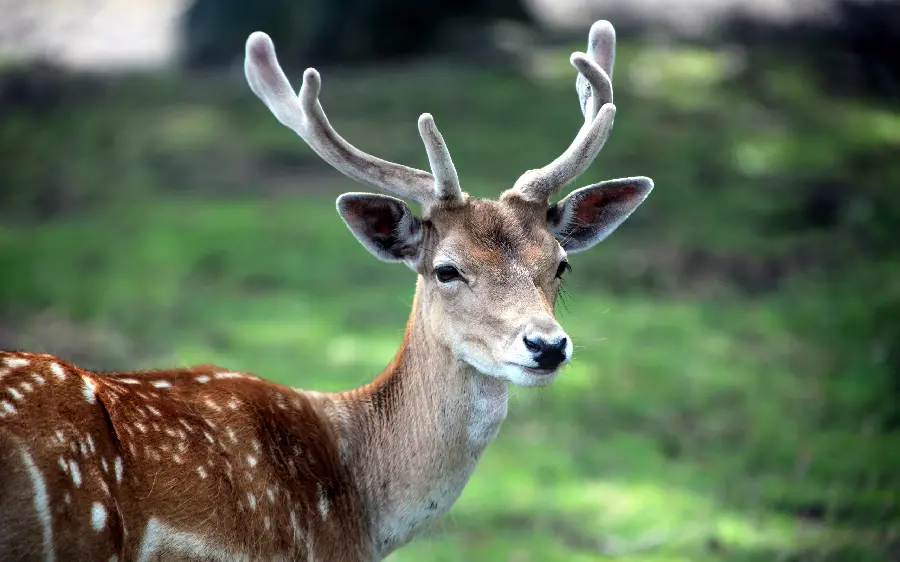 Download high quality stock image of an antler deer in the forest