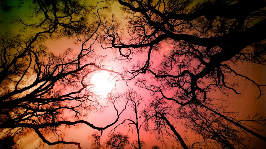 Full hd wallpaper for phone with landscape design of sun shining through branches