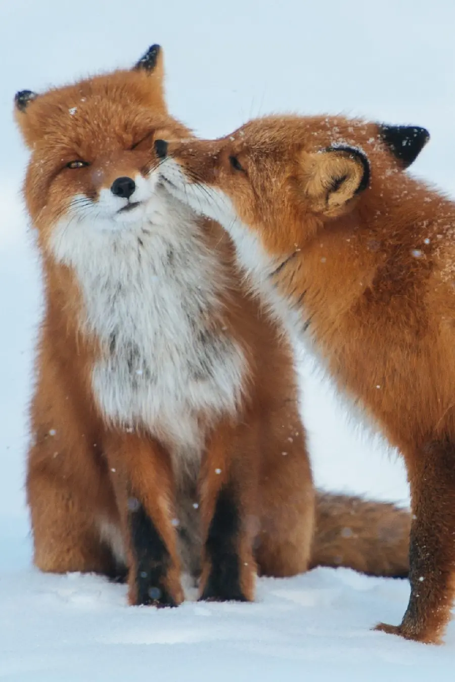 Lovely red fox wallpaper for mobile