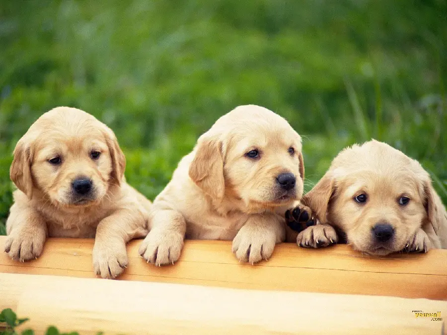 Most Viewed Image of Three Cute Puppies for Posts and Stories