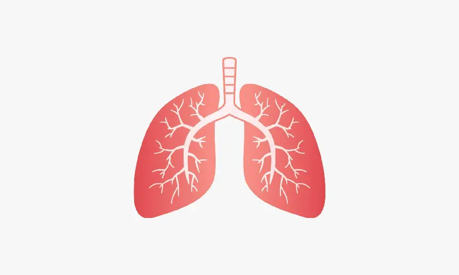 Download a high-quality photo of a healthy lung