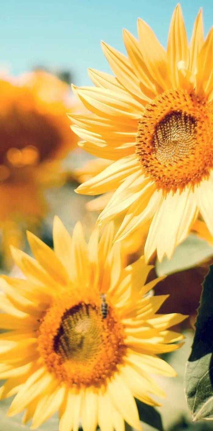 Beautiful Yellow Sunflowers High Quality Photo