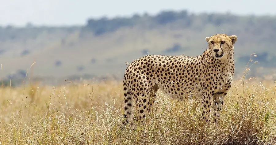Unique HD picture of a Young adult cheetah