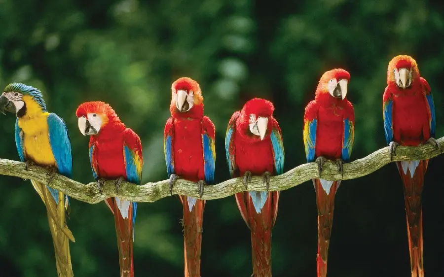 Flock of scarlet macaws on a tree branch in an interesting frame
