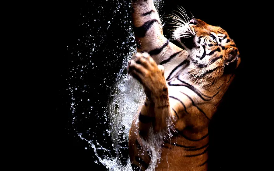 4K Tiger Wallpaper for Story