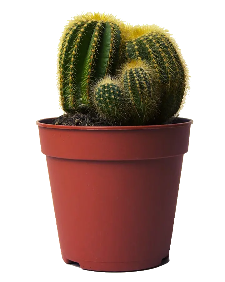 Large Cactus Houseplant Photo PNG