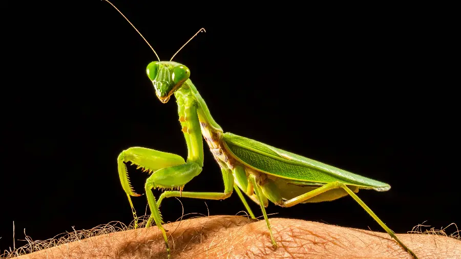 Amazing large green praying mantis