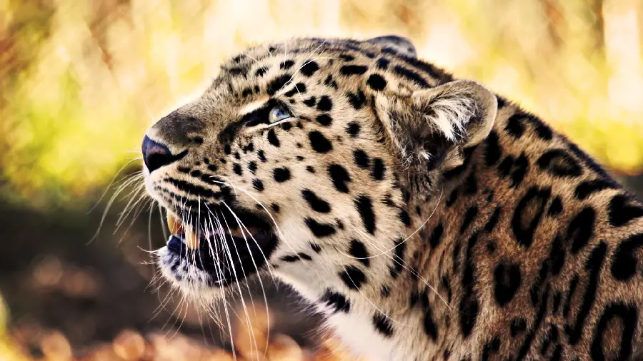 Download high quality leopard stock photo in profile in the forest