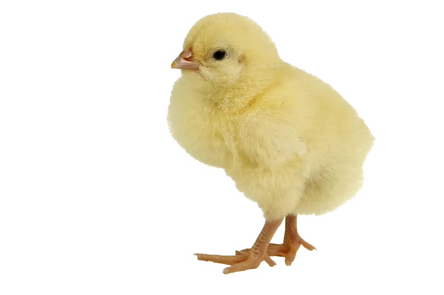 Download the cutest photo without background of a little yellow chick for Photoshop