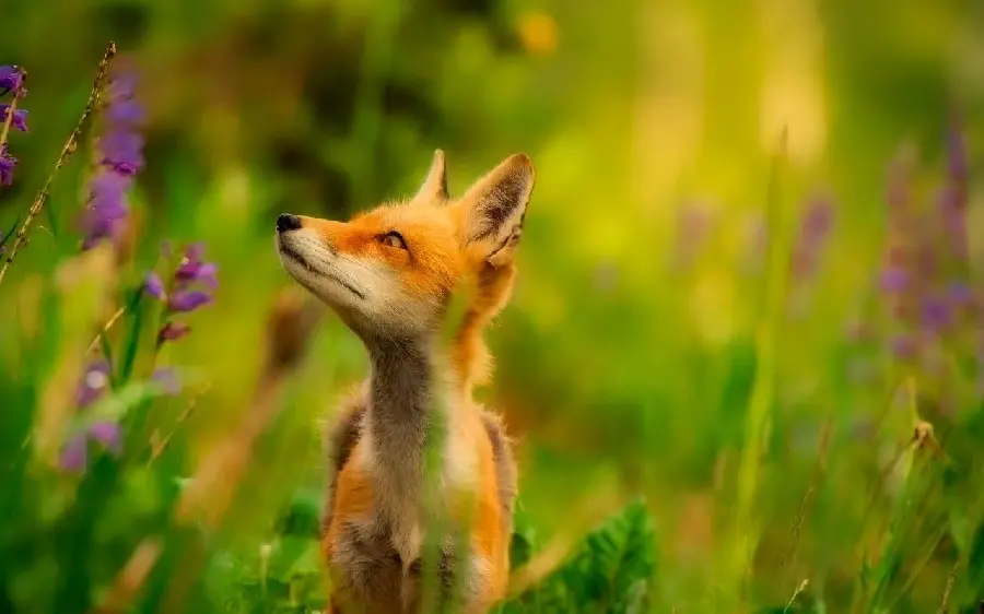 The most beautiful photo of a fox for an Instagram post