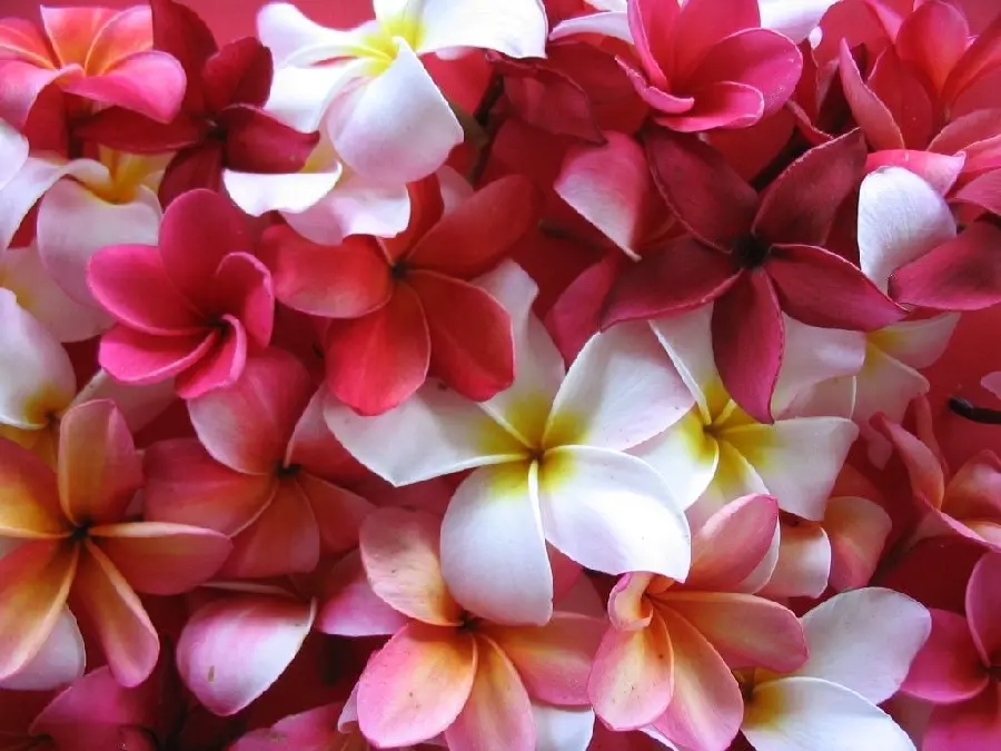 Download Red White Plumeria Flower Wallpaper in High Resolution