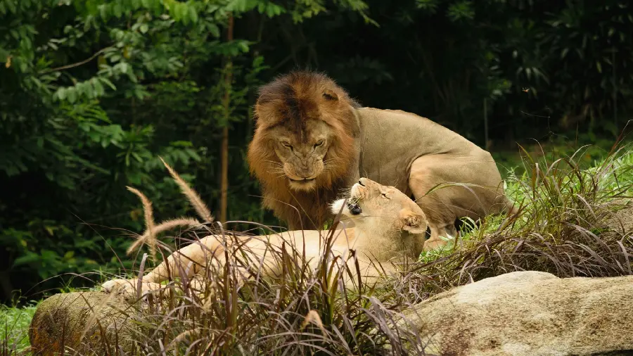 Download high quality male and female lion animal stock image