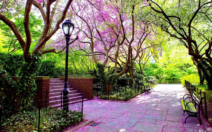 Spectacular image of purple spring blossoms in the park in hd quality