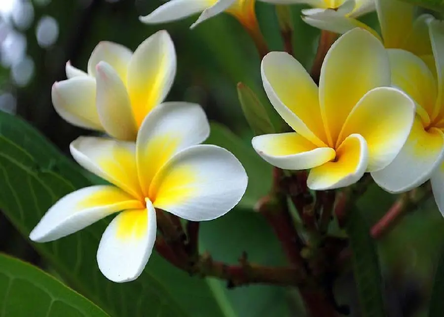 Eye-catching Plumeria Tree with Dreamy Yellow and White Flowers
