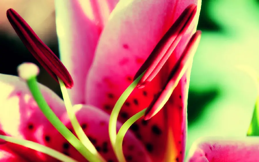 Photos of beautiful and strange flowers and plants in the world