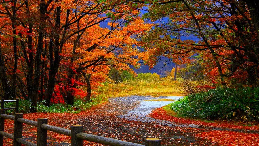Sad autumn photo without text