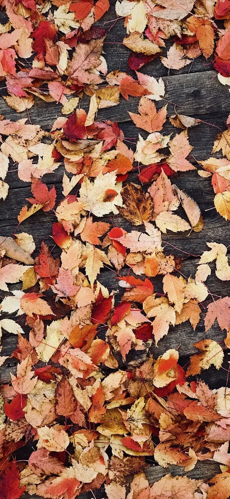 Autumn Wallpaper for Girls for Phones and Mobiles