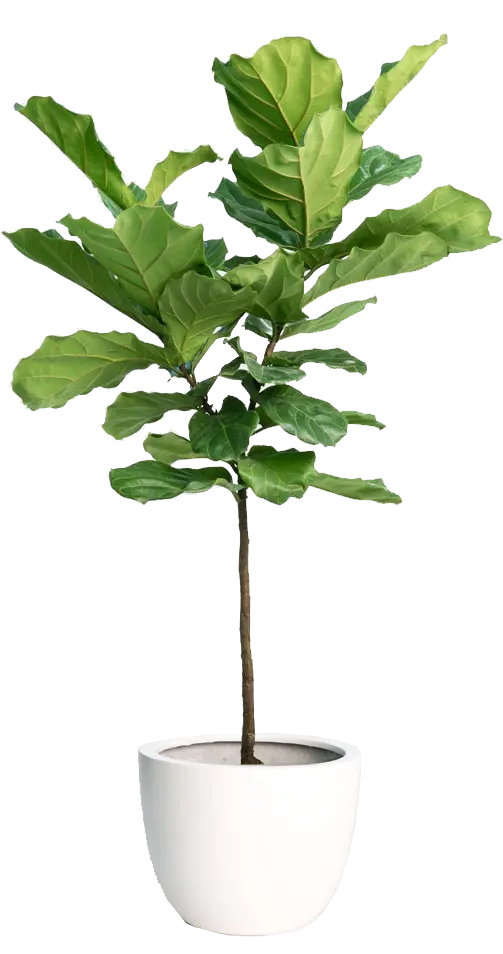 Fluffy Fig Leaf Plant for Apartment Without Background in png format