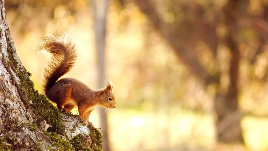 A magnificent poster of a little squirrel in spring ready to print