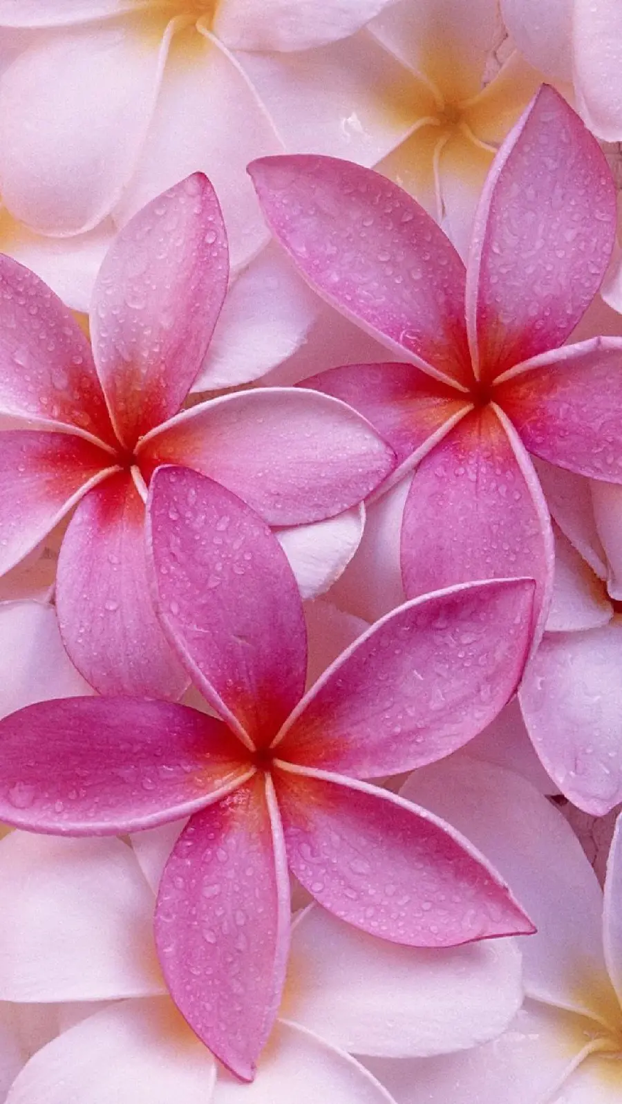Beautiful iPhone wallpaper with a pink plumeria flower design