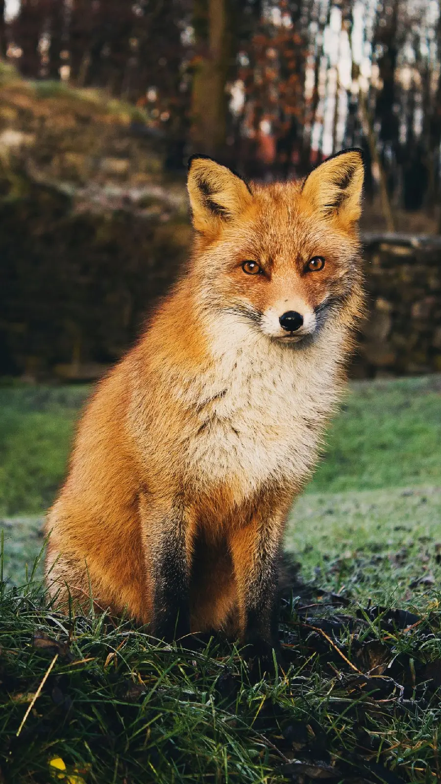Brown fox 4K photo