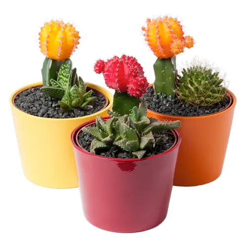 Download Cactus Houseplants Image